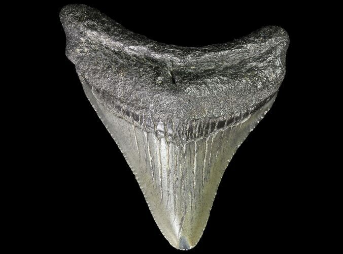 Juvenile Megalodon Tooth - South Carolina #74238